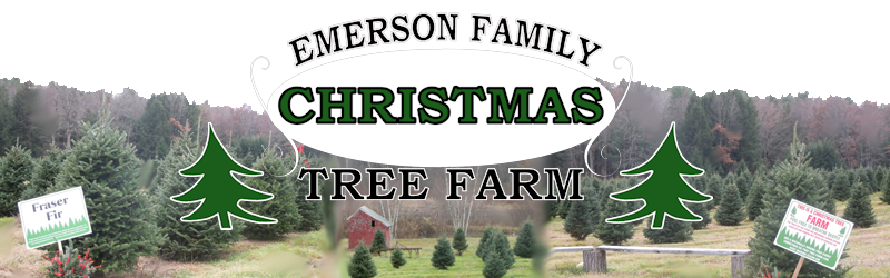 Emerson Family Christmas Tree Farm - Greenfield, Massachusetts